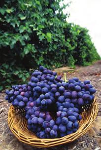 It s Grape to Live in NY! New York is ranked 3rd in grape production nationwide, behind California and Washington. In 2005, the grape crop was worth $34.3 million dollars.