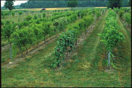 Many of New York s vineyards are in the Finger Lakes region, near Lake Erie, in the Hudson valley and on the eastern end of Long Island.