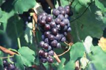 grapes) or if they are meant for