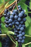 Grapes come in many colors such as