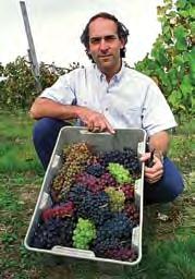 There are many kinds of grapes. Grapes can be grouped together based on their purpose. Some are meant to be eaten (table grapes) or if they are meant for wine-making (wine grapes).