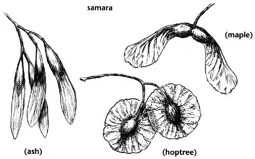 Examples are maple, elm, and ash.