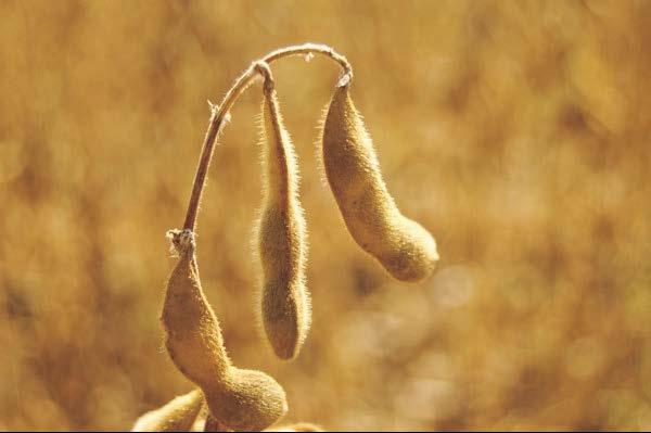 Legume (pod) is composed of a single carpel and has two longitudinal sutures.