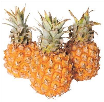 Multiple fruits consist of a number of flowers that fused to form a mass. An example of this is a pineapple.