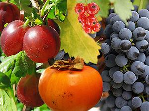 Fleshy fruits are juicy. Berries, hesperidium, pepo, drupes, and pomes are categories of fleshy fruits.