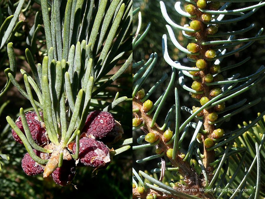 Though not true flowers the reproductive structures on fir are often referred to as such.
