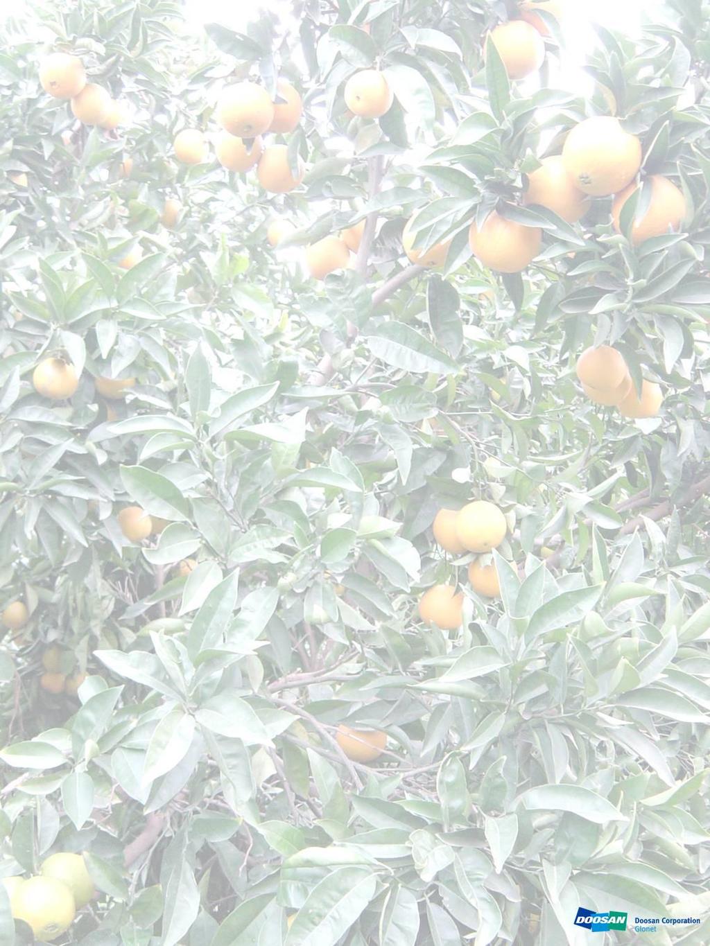 Fruit Size A Novel Phospholipid for Smart Agriculture Orange Increase color and SSC Prevent regreening Quality Enhancer
