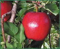 Fruit Size A Novel Phospholipid for Smart Agriculture Apple Better Quality Increase color