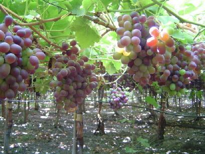 Efficacy Color Enhancement CHANGES of harvest yield from coloration GRAPE ORANGE 120