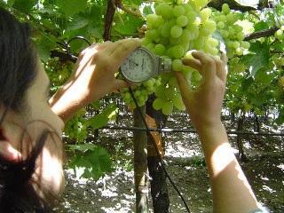 We got the more sugar in treated Grapes, Oranges and Mandarines over 0.7~3.0brix than untreated. stimulate the accumulation of soluble sugar contents of fruits attractively.