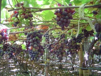 UTC1 UTC2 UTC3 UTC4 A1 A2 A3 A4 B1 B2 B3 B4 C1 C2 C3 C4 Trial Report : Grape Harvest yield Protocol Crop Grower Location Commodity Grape AGRICOLA