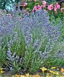Perovskia 'Peek-a-Blue' Perovskia 'Peek-a-Blue' (PPAF) is a very compact Russian sage with finely dissected foliage and lavender-blue
