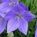 50 Platycodon 'Double Blue' is a tall balloon flower with double violet-blue flowers that open from balloon-shaped buds.