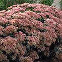 Sedum 'Autumn Fire' Sedum 'Autumn Fire' is an upright, clumping plant with blue-green foliage and pink flowers that