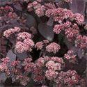 00 Sedum 'Weihenstephaner Gold' is an easy to grow, dense spreading groundcover with lightly toothed,