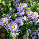 purplish-red flowers from late summer into fall. Aster 'October Skies' Price: $7.75 Aster o.