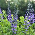 stems in September. It grows 6 to 8" high and 24" wide. Baptisia 'Blue Towers', 3+ $12.