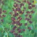 flowers on a compact, upright mound. It grows 3' high and 2 to 3' wide. It is a Proven Winners perennial selection.