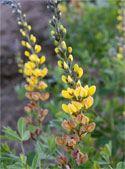 spikes over a mound of blue-green foliage that grows 3' high and 3' wide. Baptisia 'Solar Flare' Price: $9.75, 3+ $9.