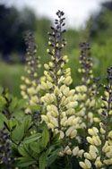 00 Baptisia 'Twilite Prairieblues' ( PP#19011) is a hybrid Baptisia with smoky purple flowers with a yellow midrib, blooming in early
