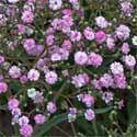 striatum has soft pink flowers with deep rose-pink veins that flower all summer above slow spreading, 8 to 10" clumps of finely dissected foliage.