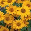 Heliopsis 'Tuscan Sun' Heliopsis 'Tuscan Sun' (PP#18763) has 24 to 36" upright stems topped with many bright golden yellow,