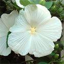 A Proven Winners perennial selection. Hibiscus 'Blue River II' Price: $11.
