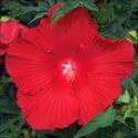 petals flowering on upright, full and robust plants growing 4 to 5 feet high. Hibiscus 'Kopper King' PP#10793 Price: $11.