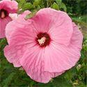 large 8-9, pure velvety red flowers cover the plants from late summer into fall. Hibiscus 'Party Favor' Price: $11.