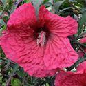 pink petals with a darker rose-red eye in late summer. The flowers are the largest we've ever seen on a hibiscus plant.