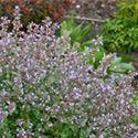 aromatic, mint scented foliage. It is mildew resistant and adds wonderful summer color to the part shade perennial garden.