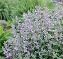 It was the first mildew resistant dwarf varieties introduced to the trade and is still a great selection for the moist, partly sunny garden