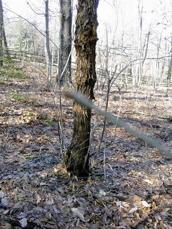 New Jersey Native Trees Big, ugly cankers.