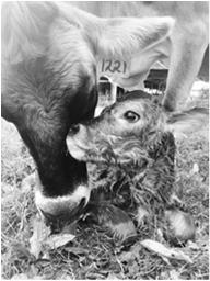 Stress of calving Calving environment Delay in nutrient intake Body composition of the