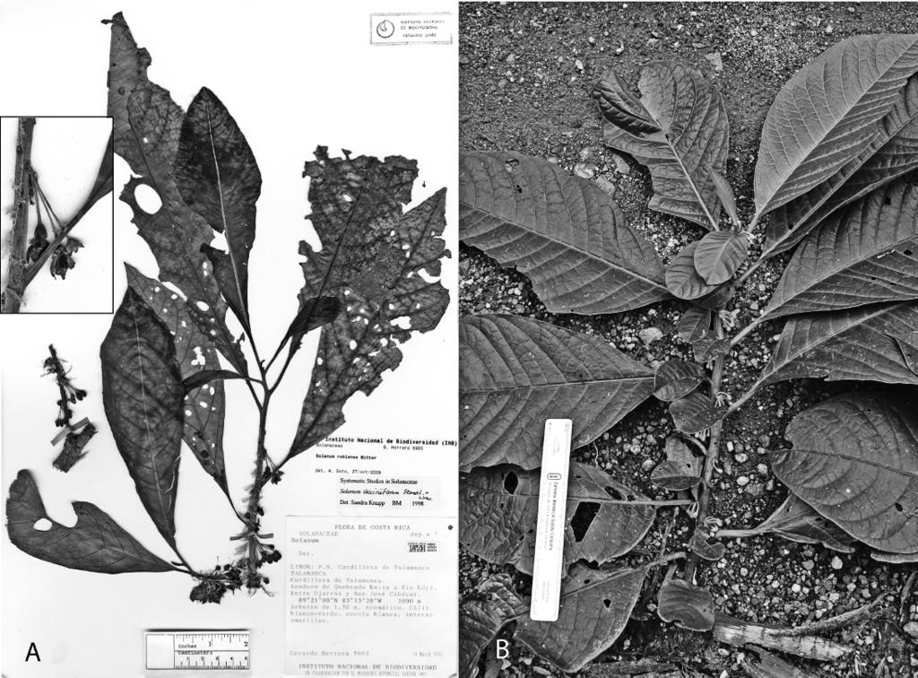26 Novon Figure 3. A. Holotype of Solanum sotobosquense Bohs (Herrera 5903, INB). Inset: inflorescence detail. B. Branch of S. sotobosquense showing paired (geminate) unequal leaves typical of the S.