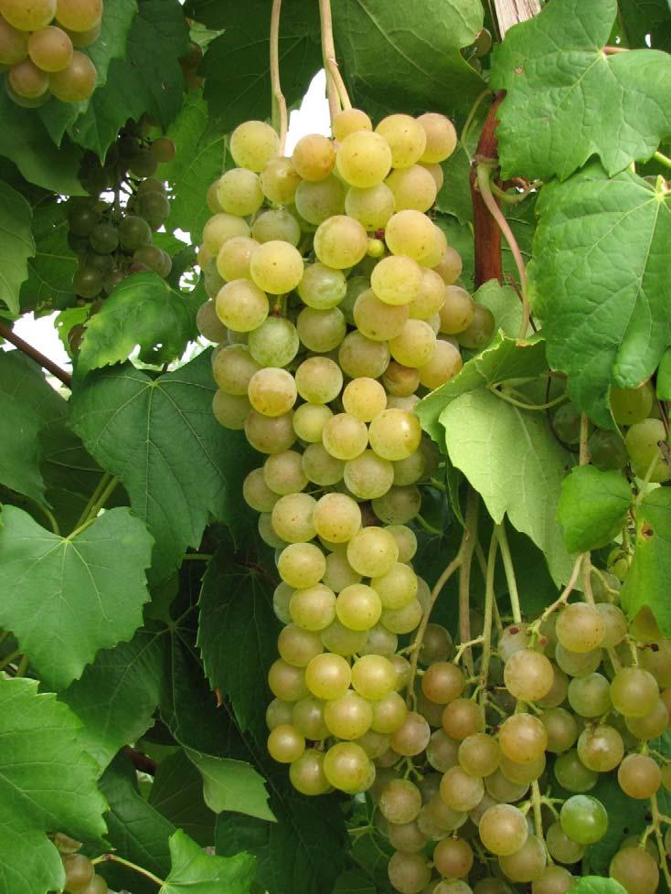 Aromella (NY 76.0844.24) NY76.0844.24 - (Traminette x Ravat 34) makes a top ranked floral, muscat wine. Own rooted vines have been highly productive, highly vigorous (24 lbs. of fruit/vine; 4.3 lbs.