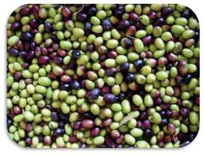 lives Olives are considered one of the most important fruit crops in the Mediterranean region.