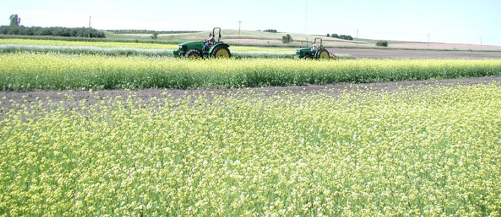 Cover crops incorporated at flowering