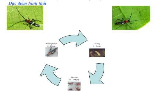 Control of Insects and