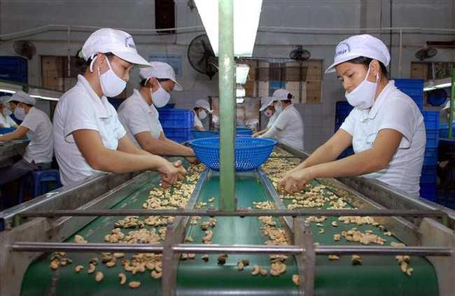 3.4. Closer Linkage between Vietnam Cashew Association in Processing and Trading as well as Governmental Support 1. After India, Now, Vietnam has 465 processing factories, total design capacity of 1.