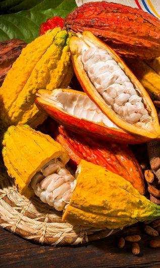 cocoa-trees varieties. Bulk cocoa beans come from forastero trees.