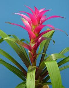 3011 Vriesea Hieroglyphica is an unusually beautiful plant whose