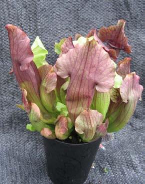 The ends of the pitchers color with prominant red veins enclosing white