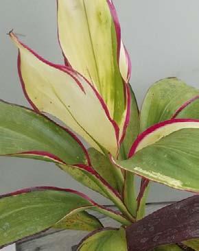 The grey leaves have very narrow light green veining resulting in the