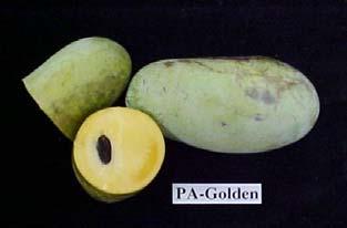 Efforts to domesticate the pawpaw began early in the 20th century In 1916, a contest to find the best pawpaw was sponsored by the American Genetics Association.