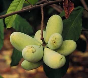 Native tree fruit in the