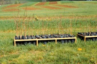 Pawpaw Propagation and Nursery Sources Historically, pawpaws have been a difficult tree species to propagate Seed requires stratification and is desiccation sensitive Commercial clonal propagation of