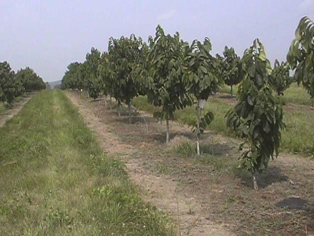 Establishing a Pawpaw Orchard Pawpaw will fruit