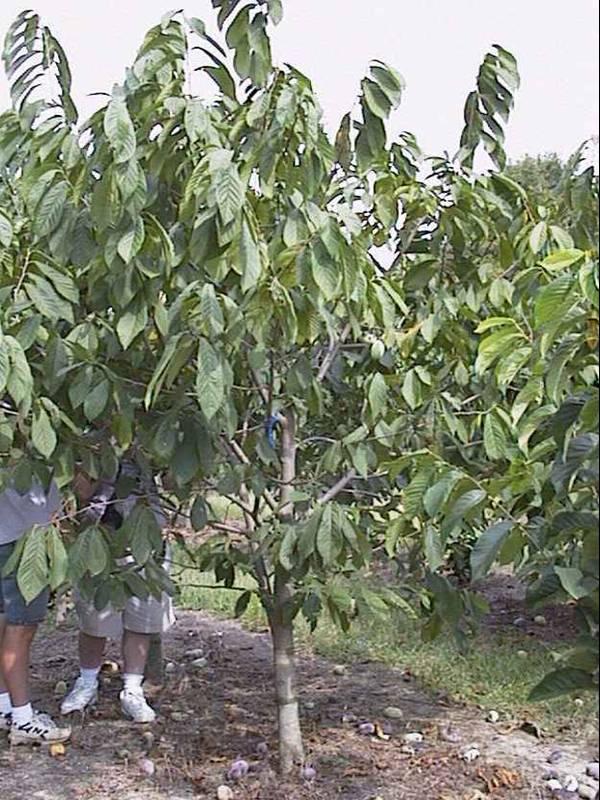 Fertilization and Irrigation of Pawpaw Trickle Irrigation: emitters (1 gal/hr) with 2 emitters/tree about 240 gal/tree/yr.