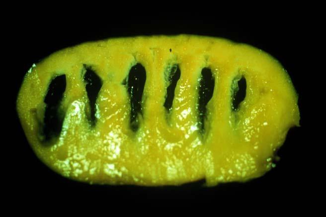 The Pawpaw Fruit Tropical-like flavor and aroma resembles